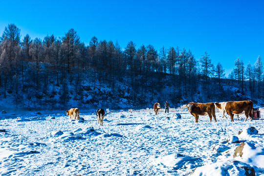 冬季雪地牛群森林