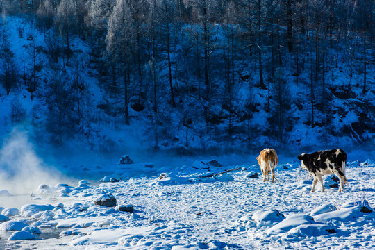 冬季树林雪地牛群