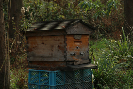 树林里的养蜂蜂箱