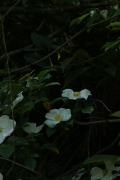金樱子的白色花朵