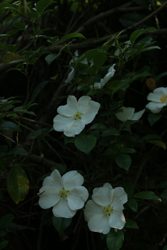 金樱子的白色花朵