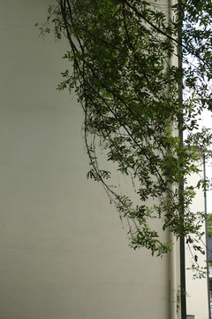院墙外垂下的枫杨枝叶