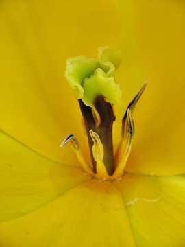 郁金香花蕊微距