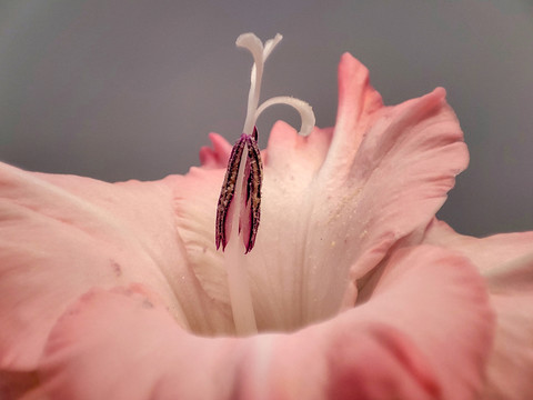 剑兰花特写