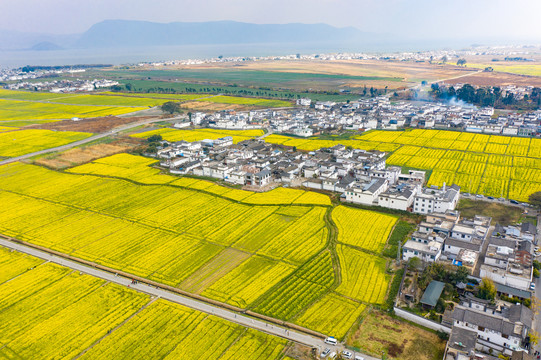 航拍云南大理喜洲古鎮(zhèn)油菜花田