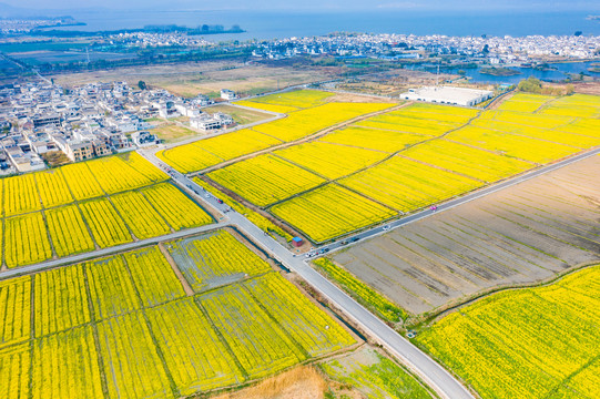 航拍云南大理喜洲古镇油菜花田