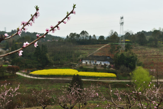 桃花人家