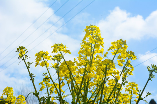 油菜花