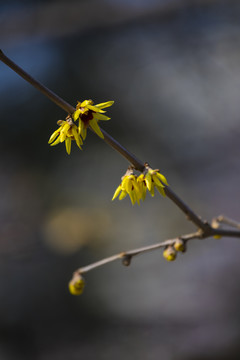 蜡梅