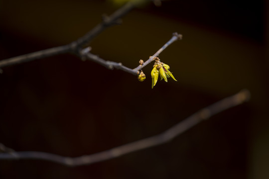 蜡梅