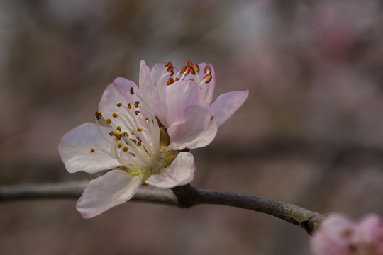 桃花