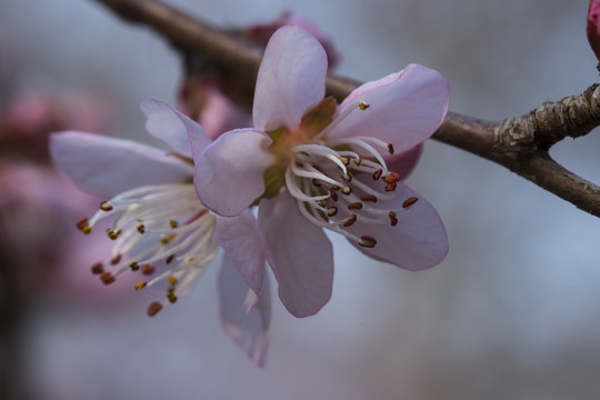 桃花