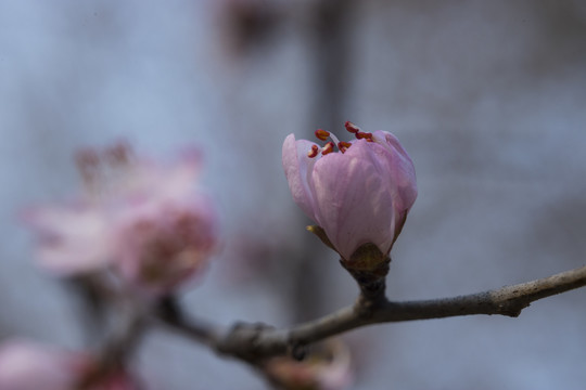 桃花