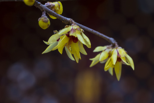 梅花