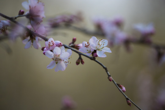 桃花