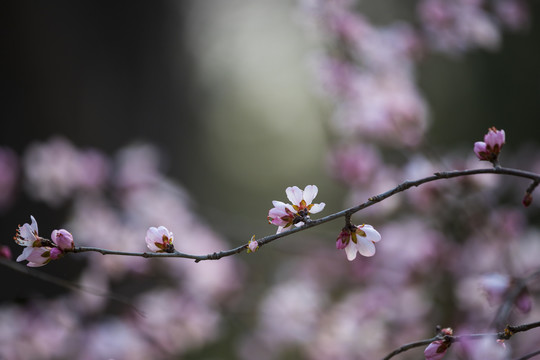 桃花