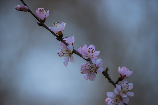 桃花