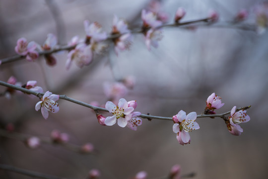 桃花