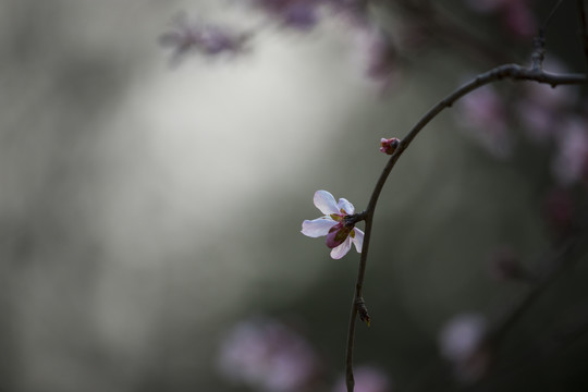 桃花