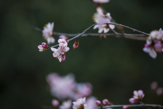 桃花红