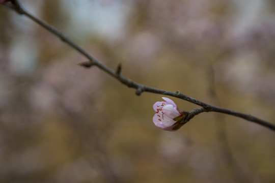 桃花