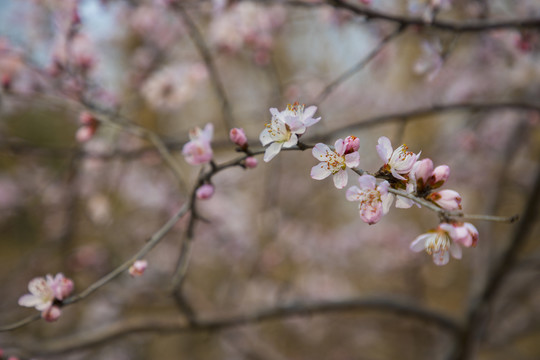 桃花