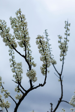 盛开的李花枝条