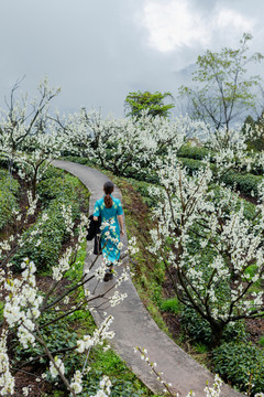 四川宜宾屏山双峰村茶山自然风光