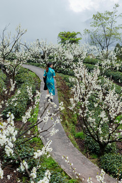 四川宜宾屏山双峰村茶山自然风光