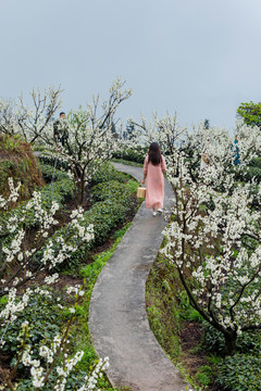 四川宜宾屏山双峰村茶山自然风光