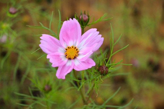 粉色小菊花