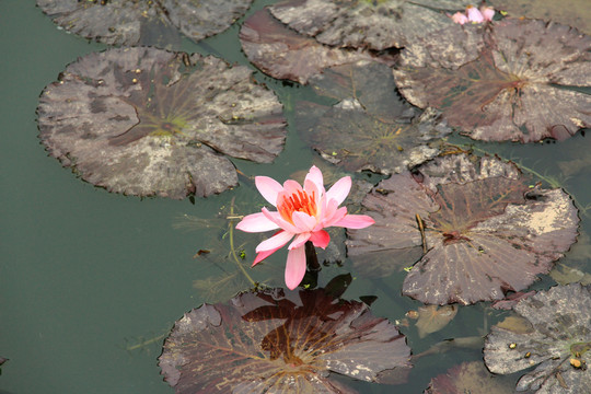 淤泥里的莲花