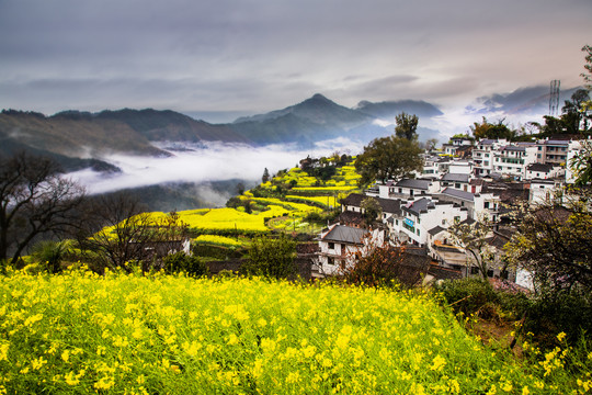 婺源油菜花查平坦