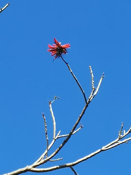 蓝天背景刺桐花