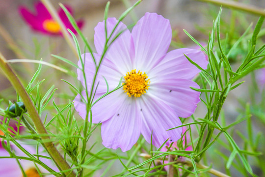 波斯菊