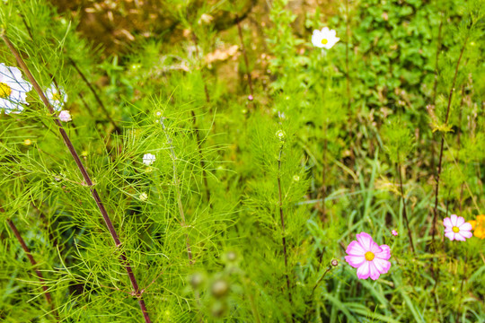 秋英花