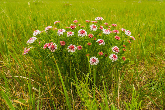 狼毒花