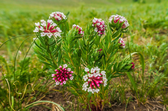 狼毒花