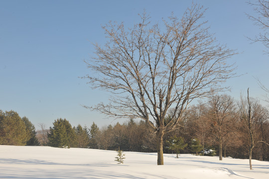 雪景素材