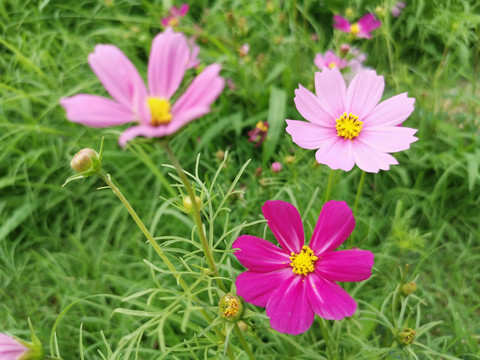 格桑花