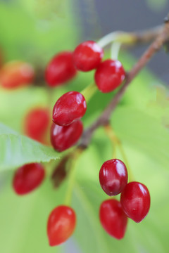 樱花果