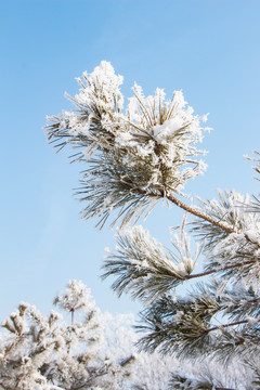 雾凇冬天雪后的松枝