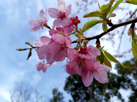 樱花