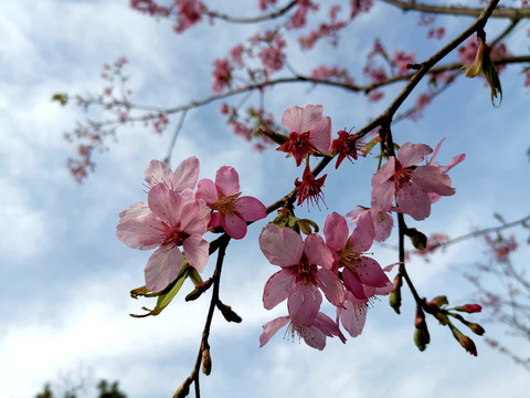 樱花