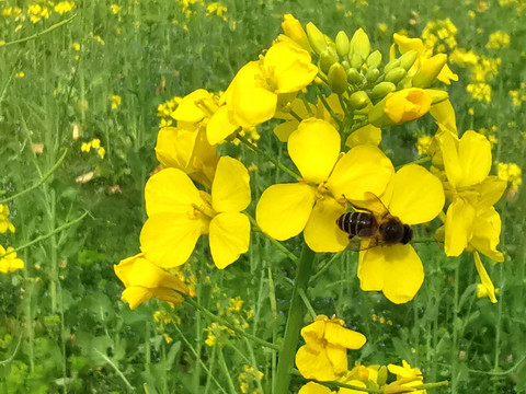 油菜花