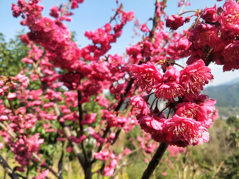 桃花