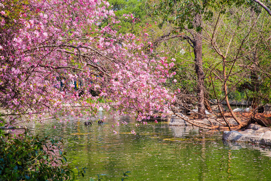 池塘海棠花枝