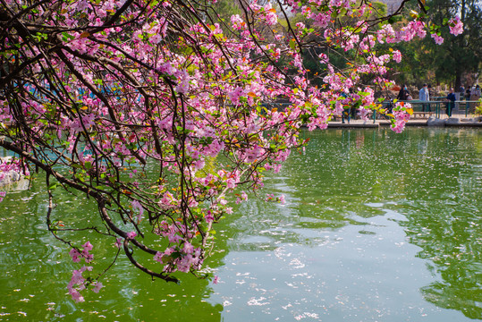 池塘海棠花枝