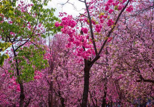 樱花树