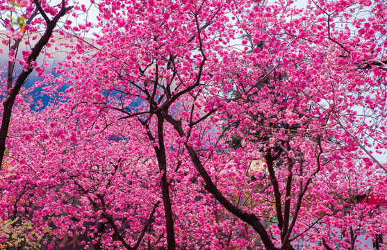 云南樱花树